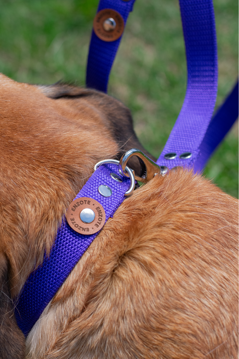 Enzote - Collar Regulable