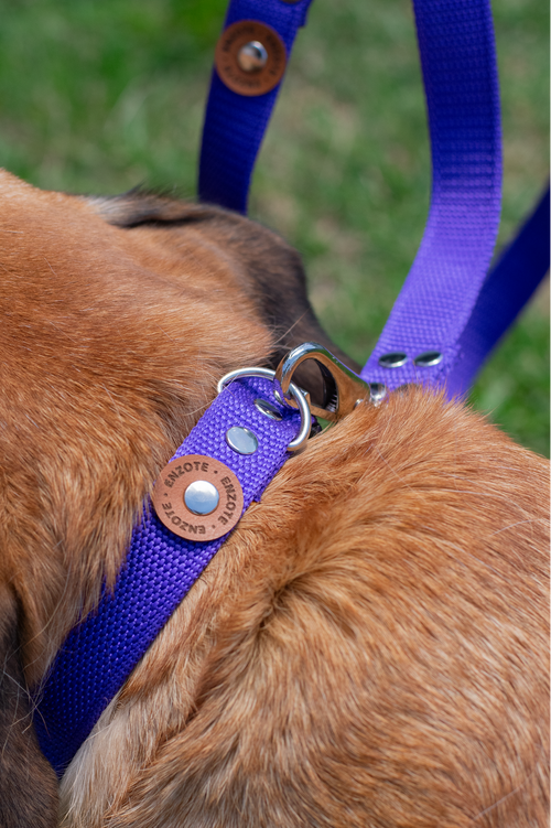 Enzote - Collar Regulable